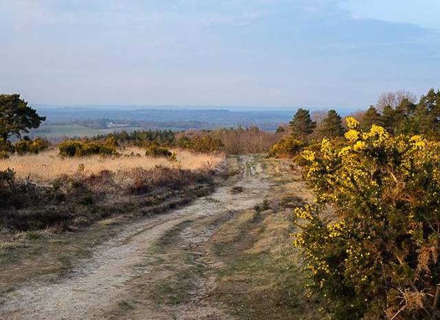 Ashdown Forest