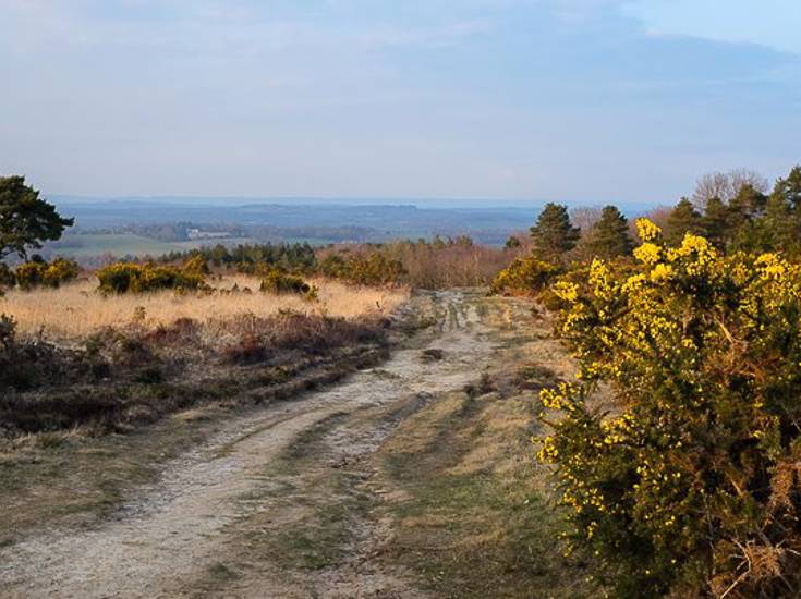 Ashdown Forest