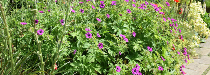 geranium
