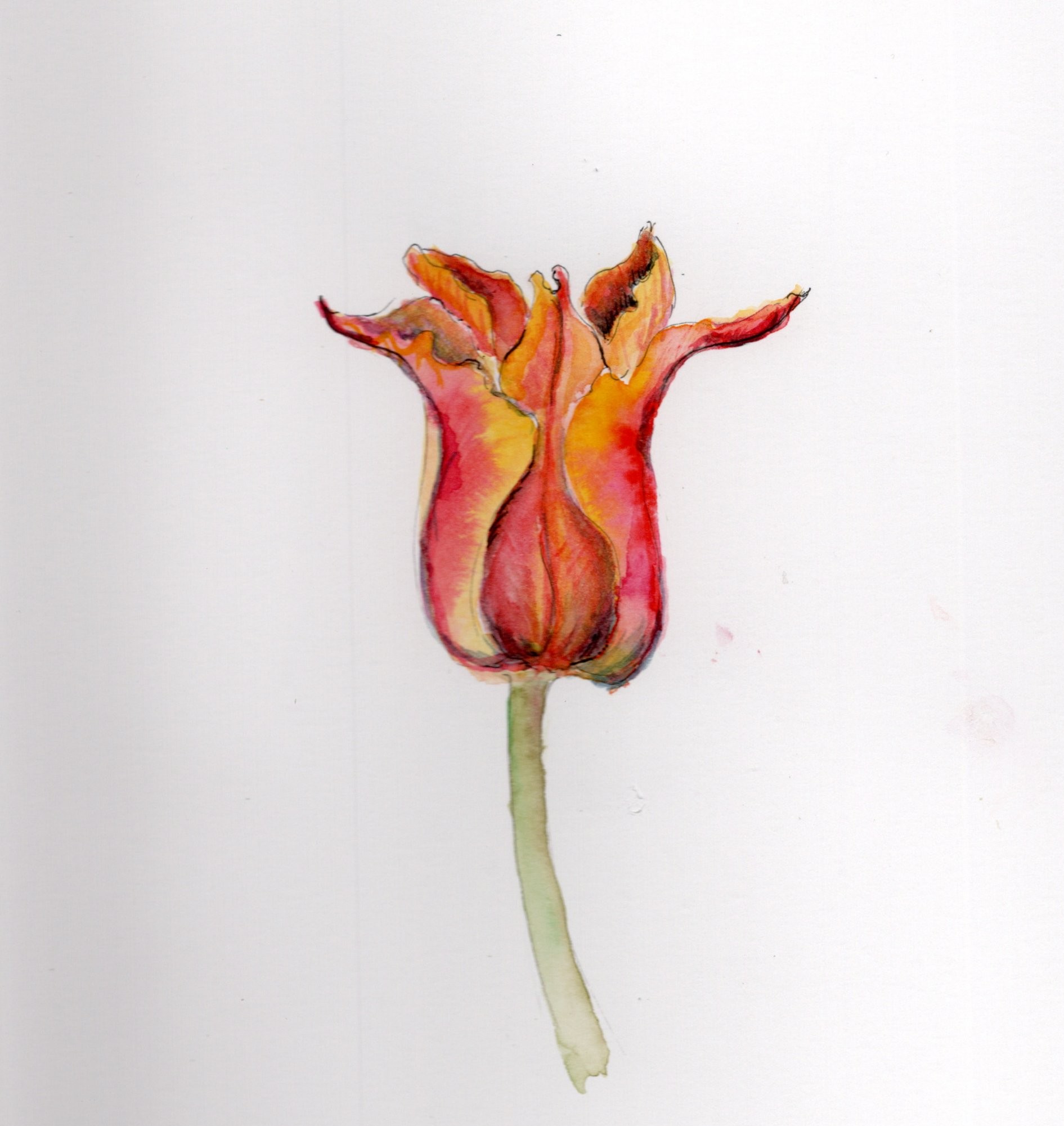 Tulip